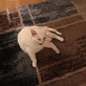 Meet your Posher, Connie